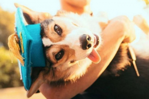 Собака з значущим ім'ям павлов зумів закінчити університет і отримати диплом Собака з значущим ім'ям павлов зумів закінчити університет і отримати диплом